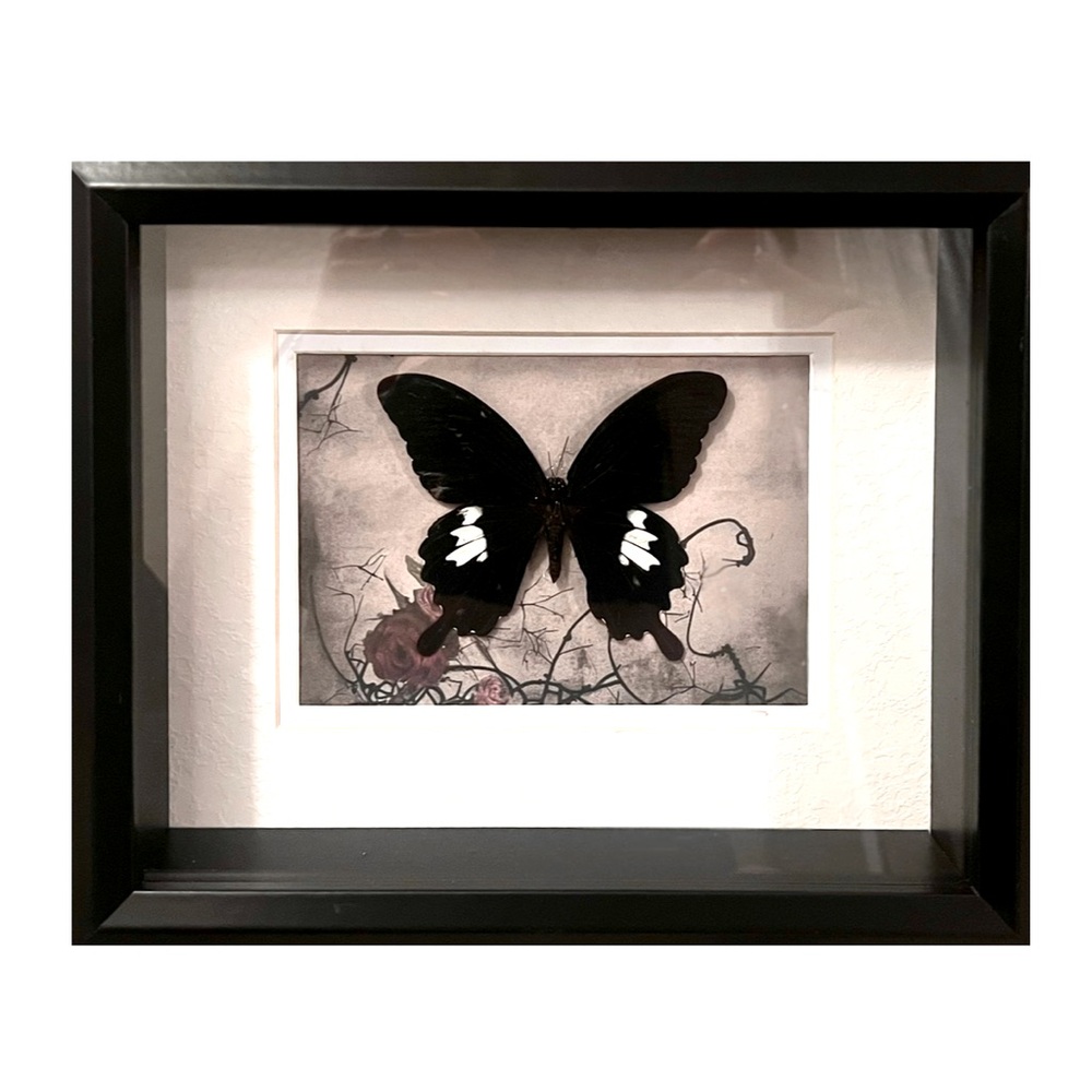 SOLD Gothic Oddity Handmade Taxidermy Art Black & White Swallowtail Butterfly